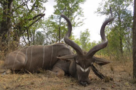 Beautiful 56" Kudu